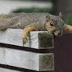 Meet your Posher, Caralee